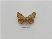 藏品(尺蛾230)的圖片